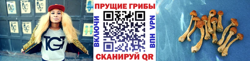 купить наркоту  Рошаль  mega tor  Галлюциногенные грибы MAGIC MUSHROOMS 